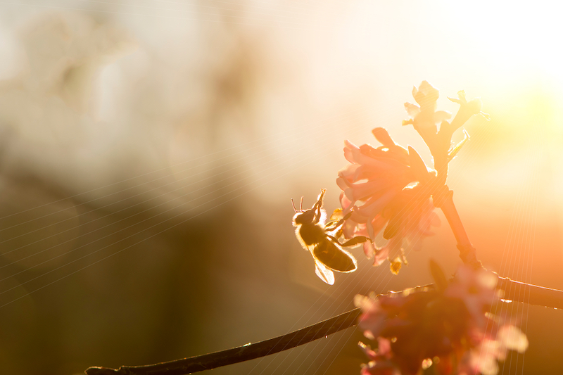 Biene auf Blume im Sonnenschein